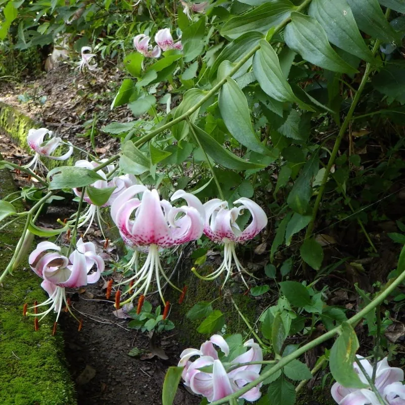 高知県立 月見山こどもの森 2