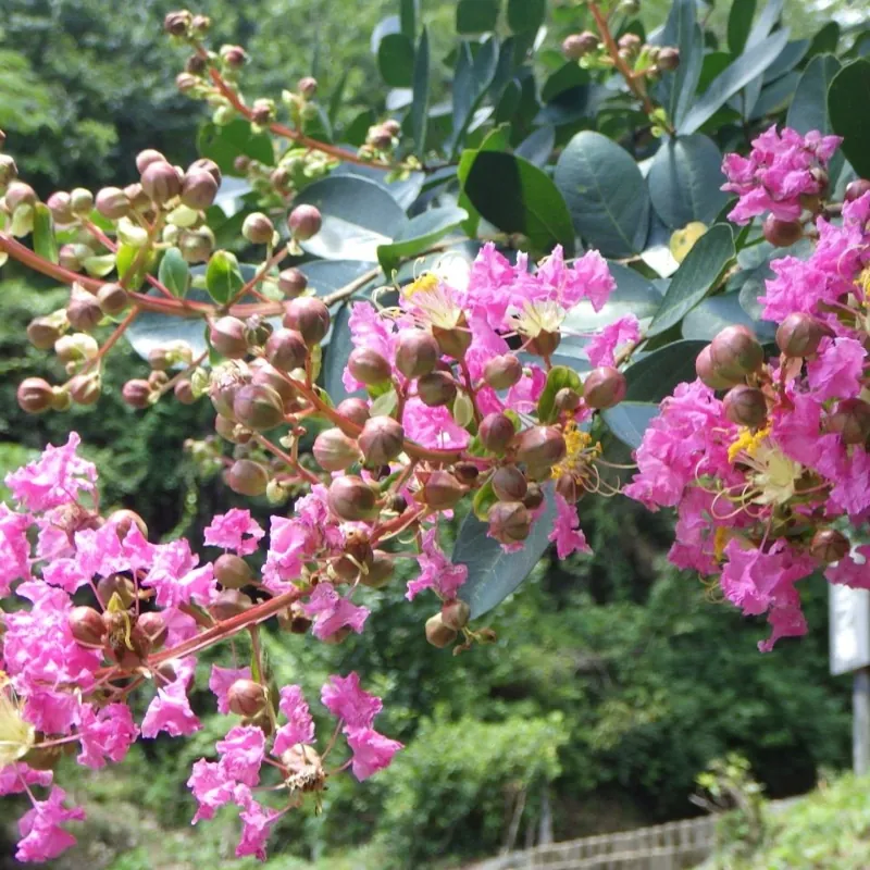 高知県立 月見山こどもの森 3