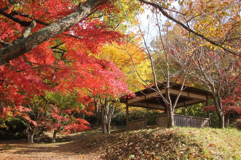 紅葉の森