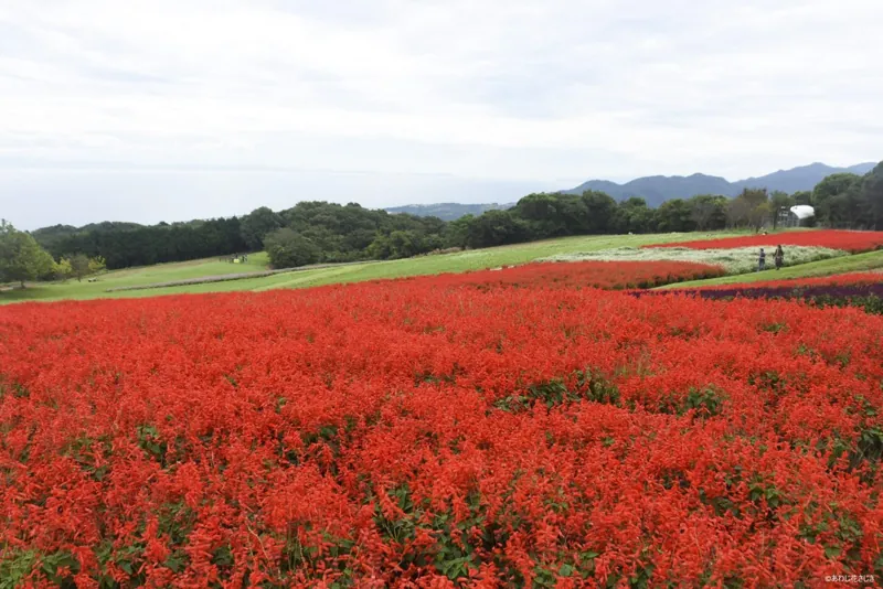 兵庫県立公園あわじ花さじき 2