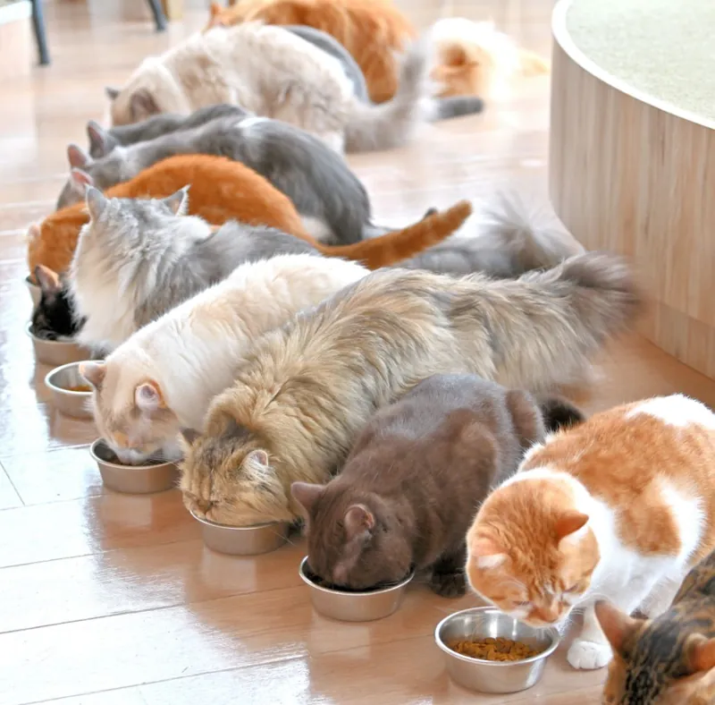 猫カフェ MOCHA 渋谷センター街店 3