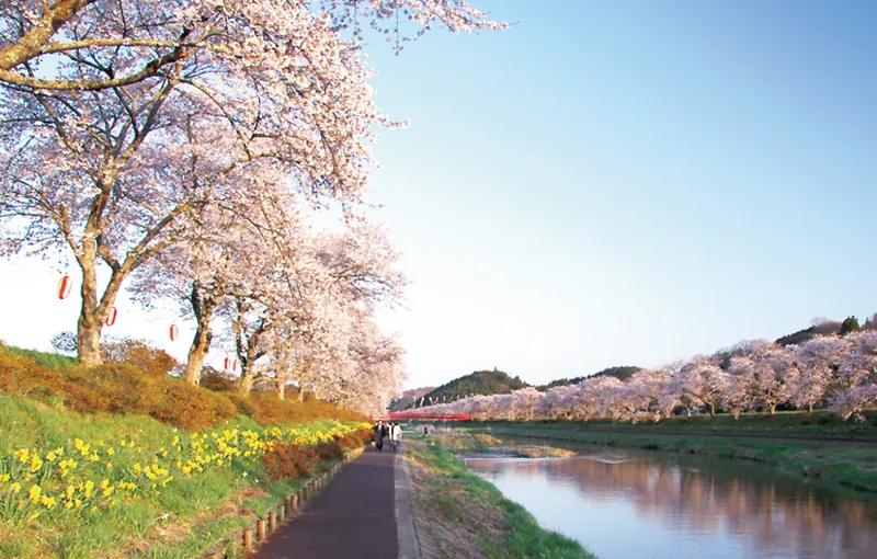 夏井千本桜