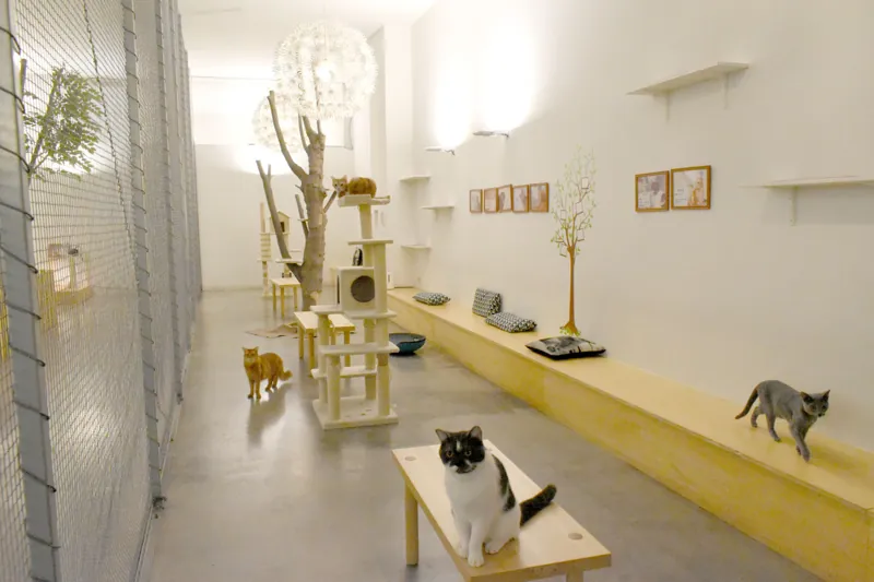 Moff animal cafe イーアス高尾店 2