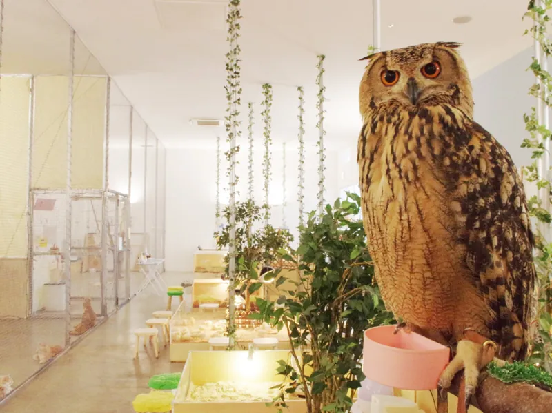 Moff animal cafe イーアス高尾店 3