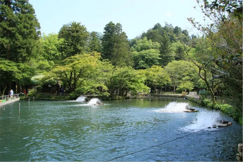 滋賀県醒井養鱒場