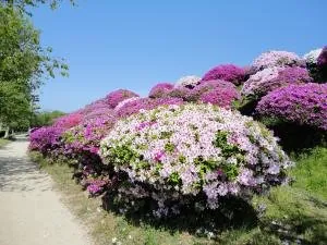 観音寺市総合運動公園 2