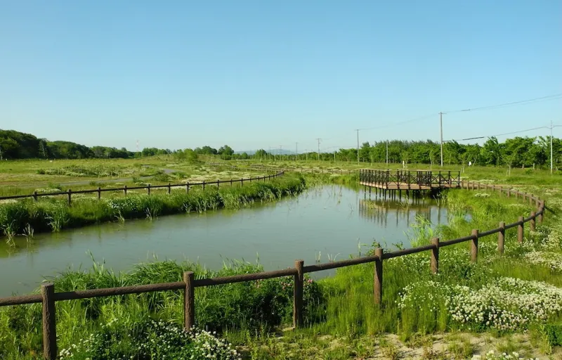 茨戸川緑地 2