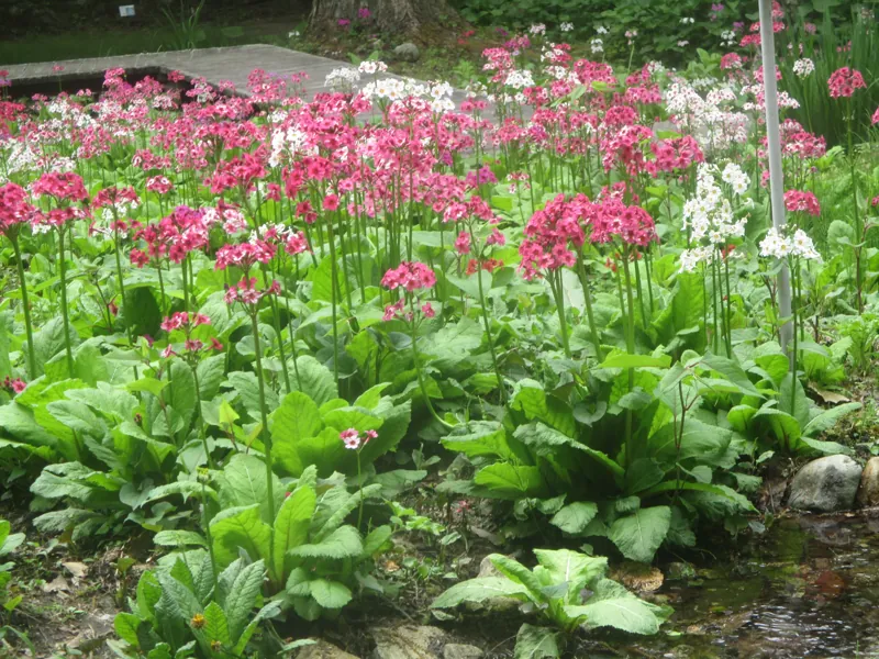 日光市上三依水生植物園