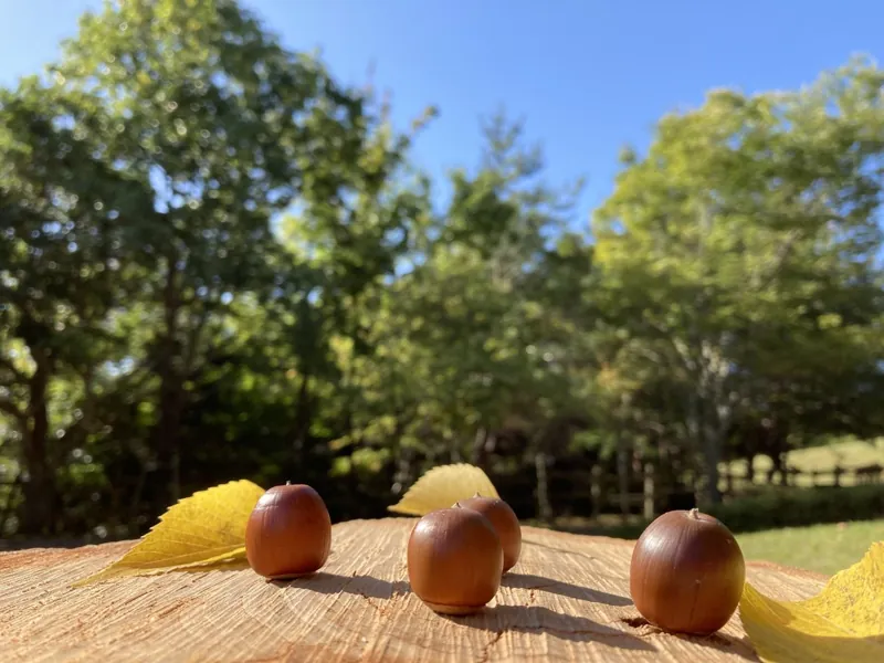 兵庫県立一庫公園 2