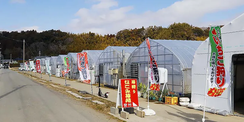 和苺苑(なごみ苺苑)