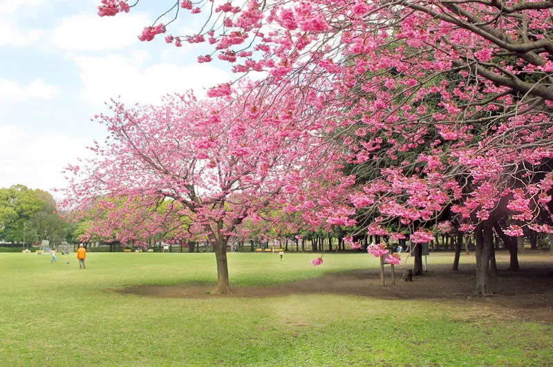岸根公園 2