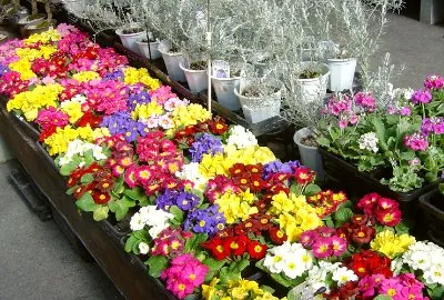 なばなの里 2