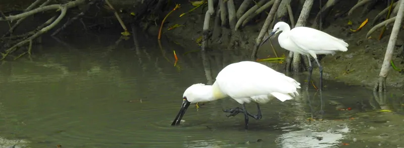 漫湖水鳥・湿地センター