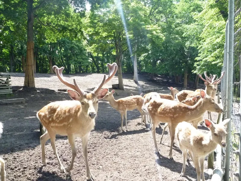 鹿公園 2