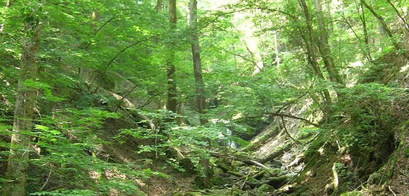 彩の国ふれあいの森 埼玉県森林科学館 2