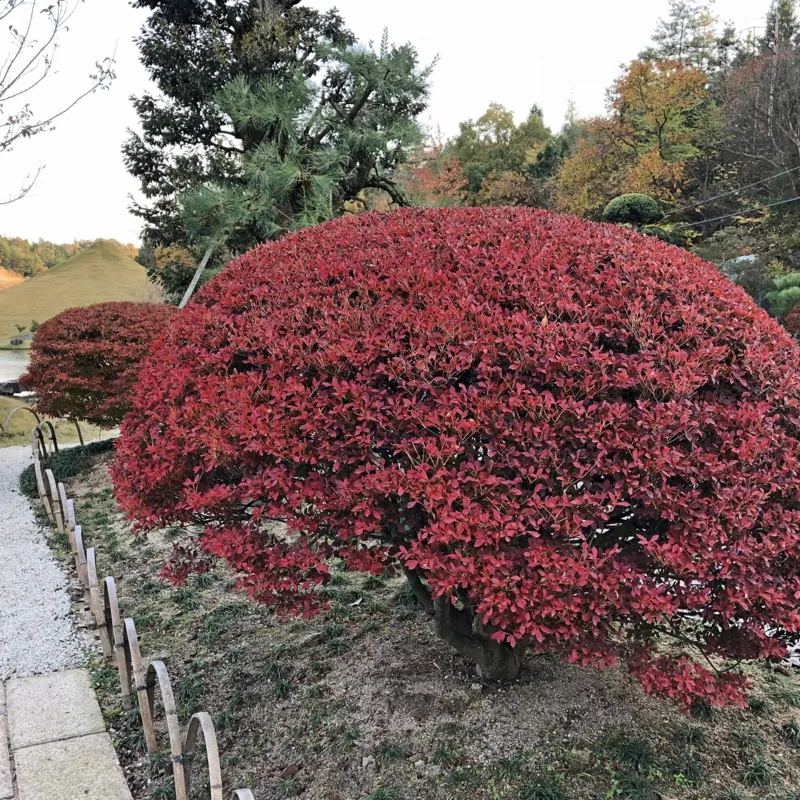 仙石庭園 2
