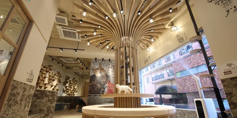 猫喫茶 空陸家 新宿三丁目店 2