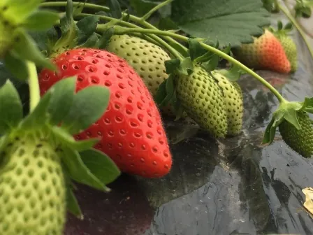 ひろびろ苺ファーム 2