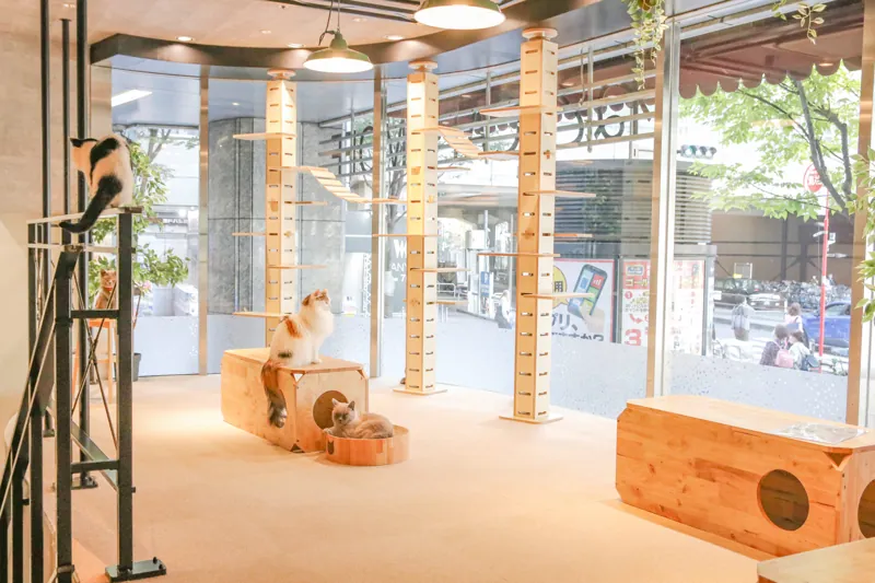 Cat Café MOFF ヨドバシAkiba店
