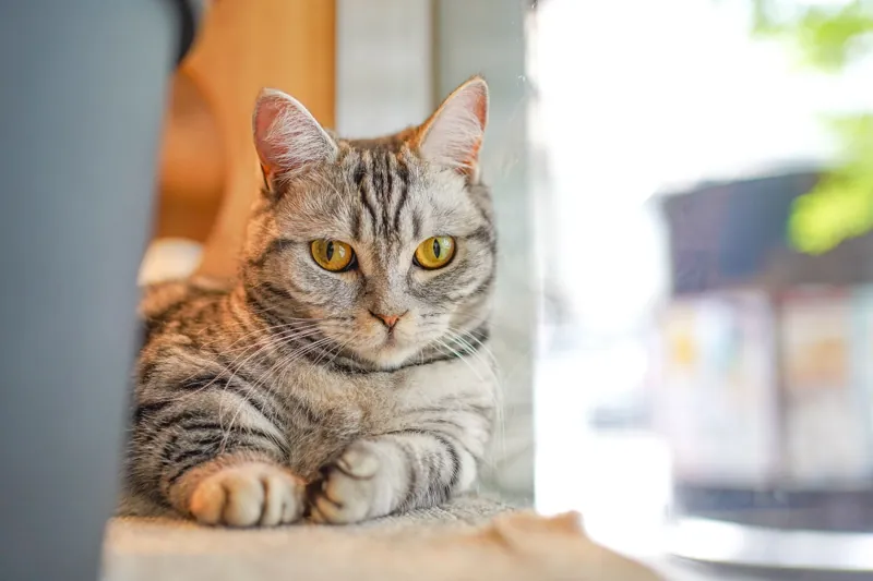 Cat Café MOFF ヨドバシAkiba店 2