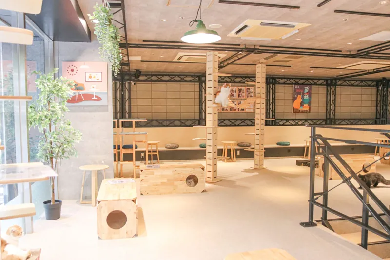 Cat Café MOFF ヨドバシAkiba店 3