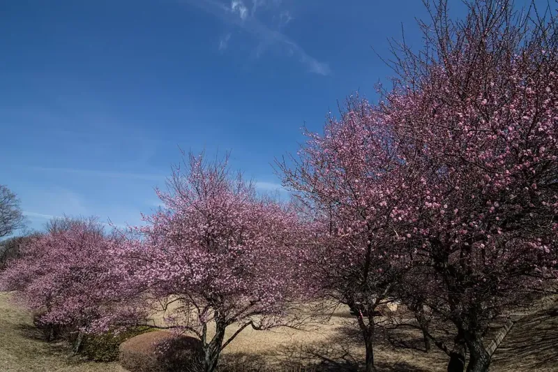 嶺公園