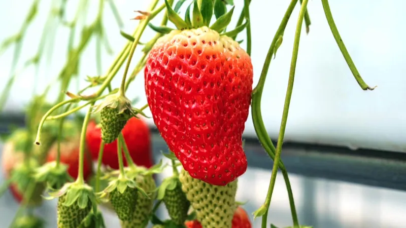HANAYAGI strawberry farm 京都・精華