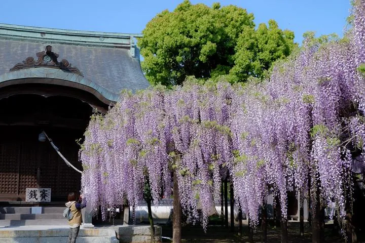 藤の里公園