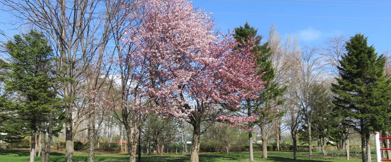 発寒西陵公園 2