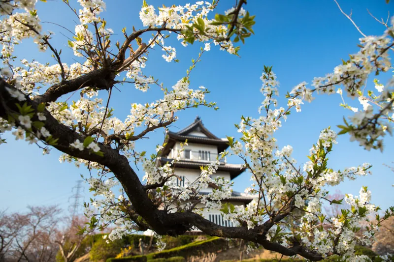 朝日山森林公園