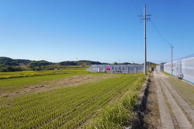 澤田農園 2