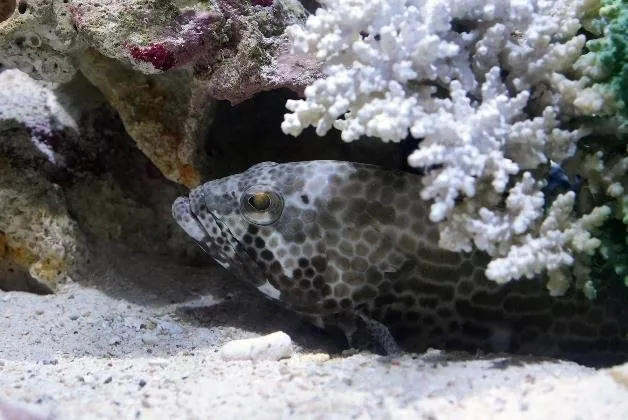 沖縄美ら海水族館 2