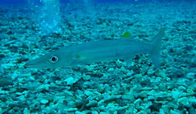 沖縄美ら海水族館 3