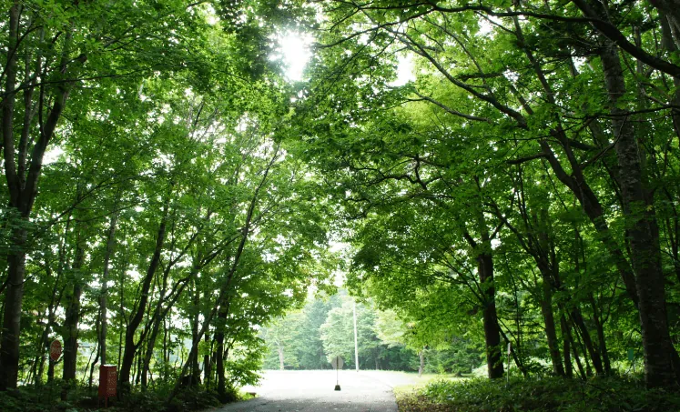 野幌森林公園