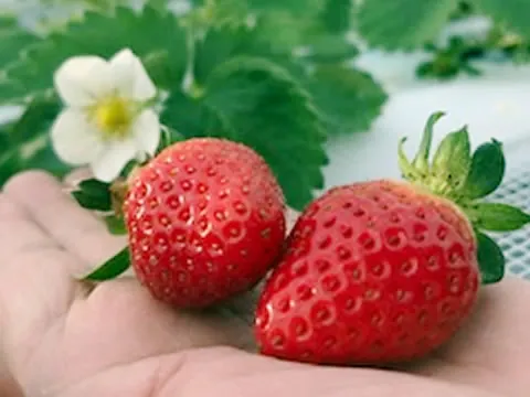 いちご夢ファーム愛西