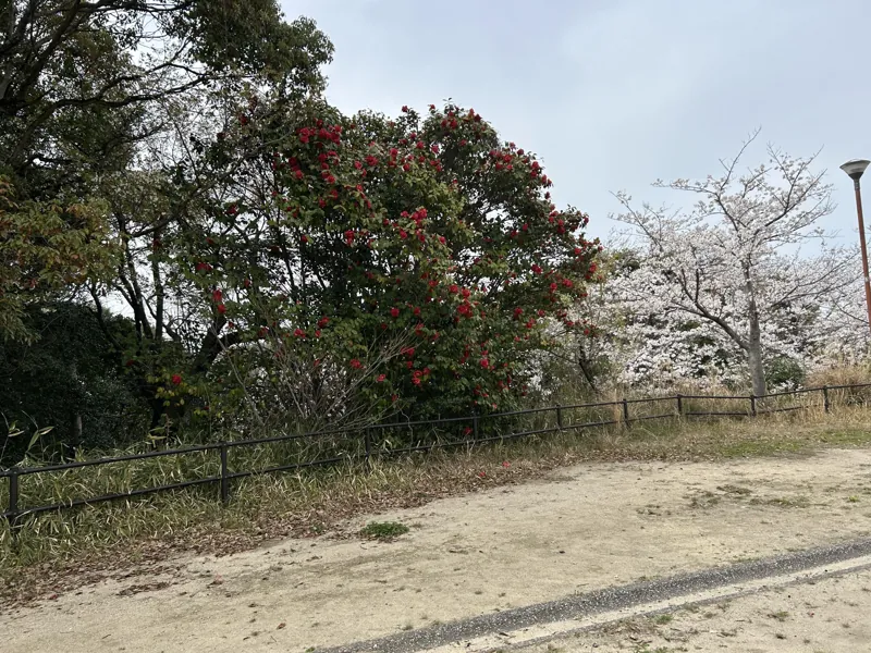 金比羅キャンプ場(テントムシ)