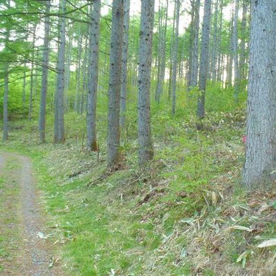 盛岡市外山森林公園 3