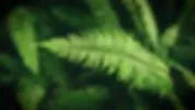 安藝之國 茶房 庭テラス 2