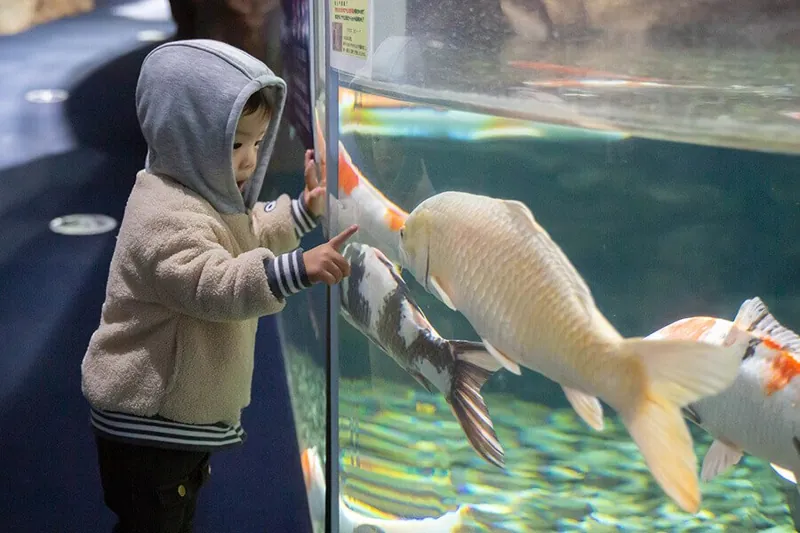 サケのふるさと 千歳水族館 3