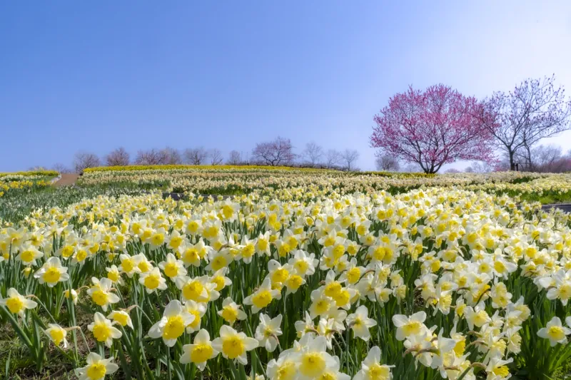 国営備北丘陵公園