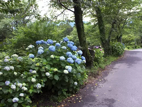 観音山公園