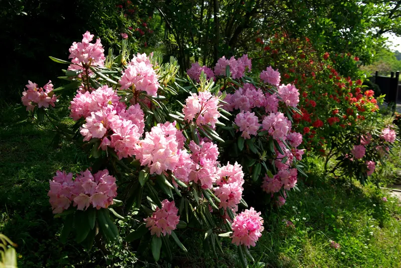 観音山公園 3