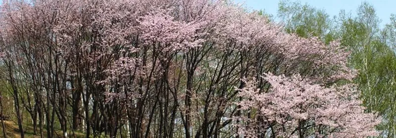 旭山記念公園