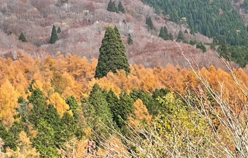 岡山県立森林公園