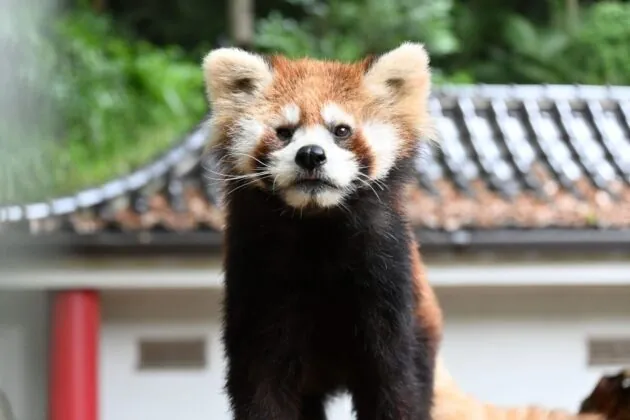 池田動物園