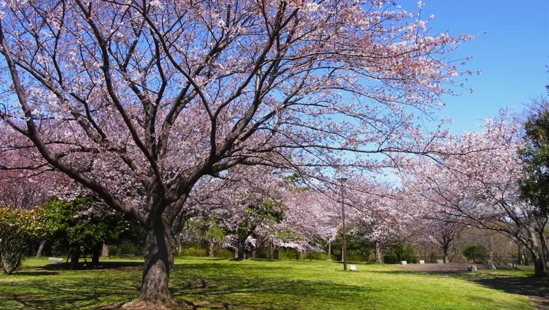 本牧山頂公園 2