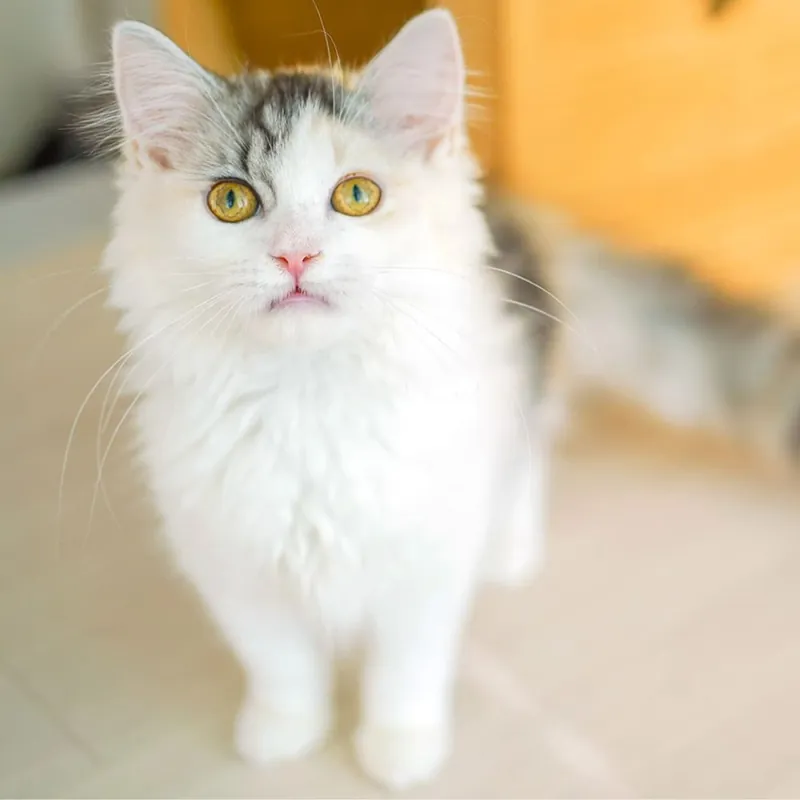 Cat Café MOFF つかしん店 2