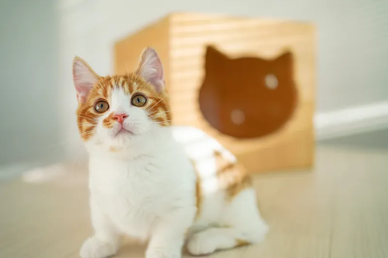 Cat Café MOFF つかしん店 3