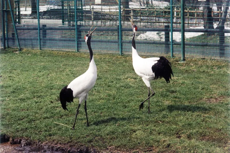 丹頂鶴自然公園 1