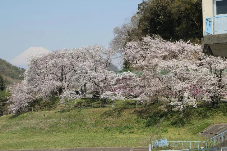 狩野川さくら公園 1